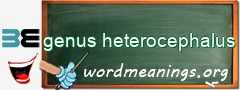 WordMeaning blackboard for genus heterocephalus